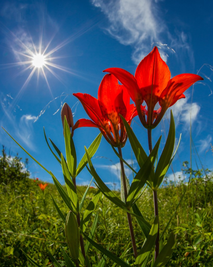 Lilies