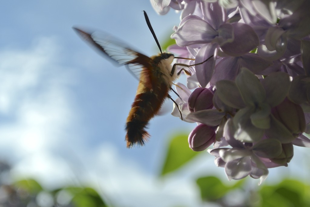 Pollinate