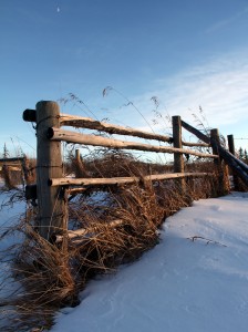Winter Fence