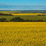 canola-fields-2