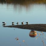 geese-and-hot-air-balloon-reflection_pe-2