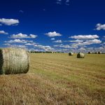 lazy-summer-afternoon-on-the-prairie_pl-2